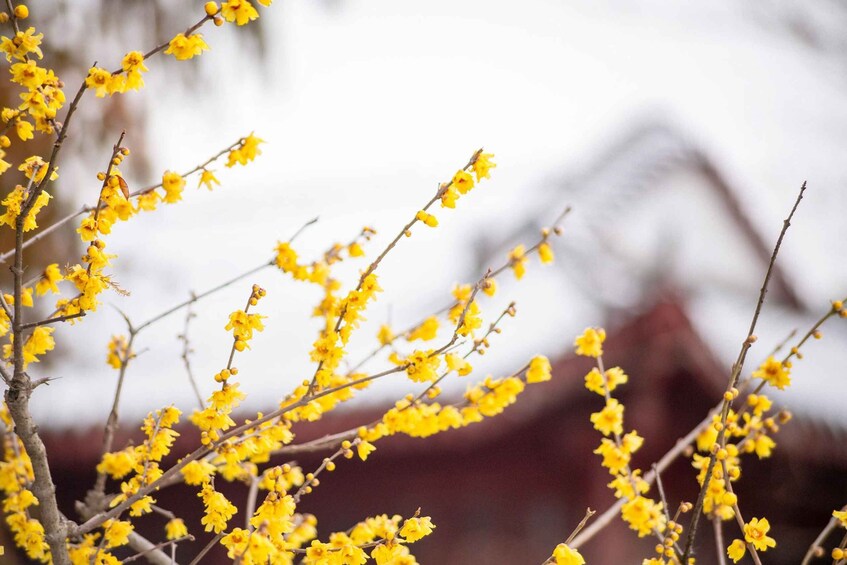 Yellow flowers in a snowy landscape with a blurred building in the background. 2