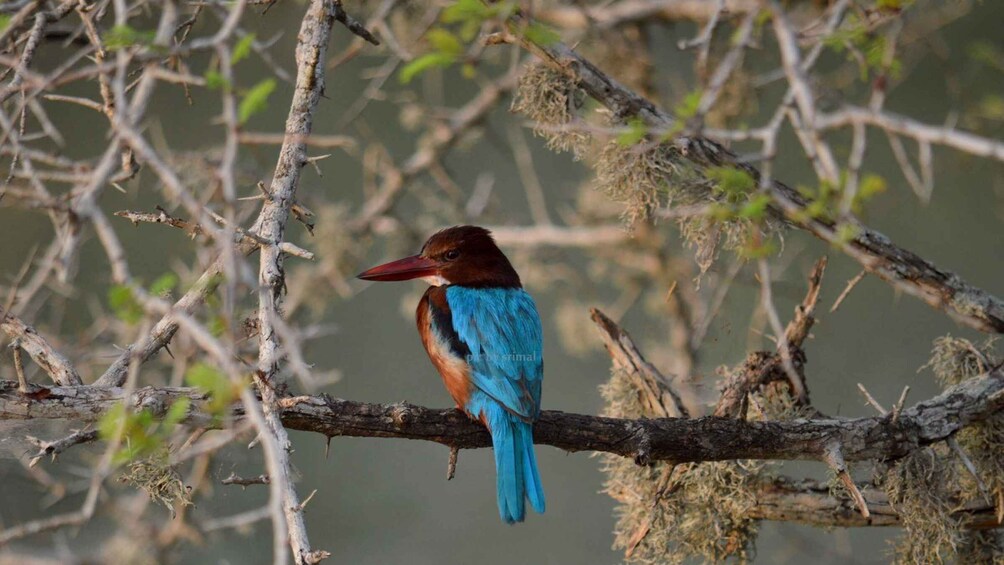 A bird perched on a branch. 2
