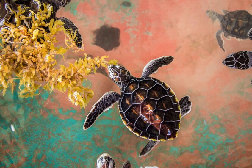 A sea turtle swimming near seaweed. 4