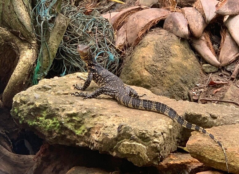 A gecko on a rock with surrounding foliage and a rope. 5