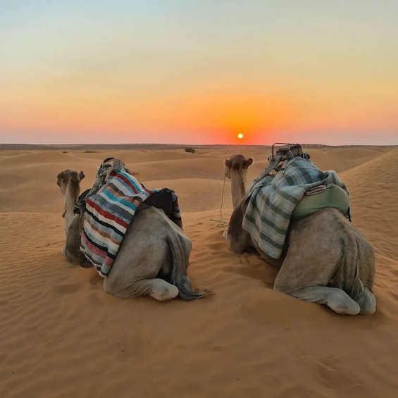 Two camels resting on sand dunes with a sunset in the background. 1