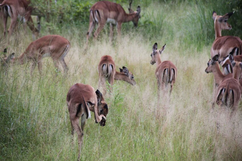 Eine Herde Gazellen grast auf einer grasbewachsen Wiese. 3