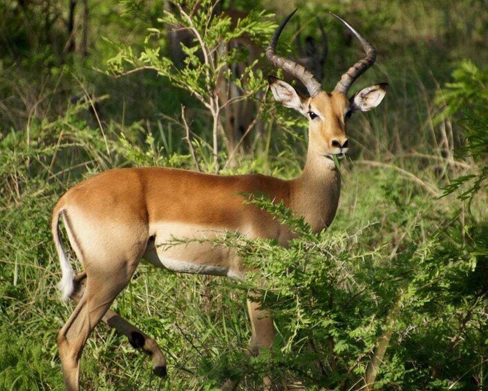 Ein Kuduantilope in einer grasbewachsenen Savanne mit dichter Strauchvegetation. 1