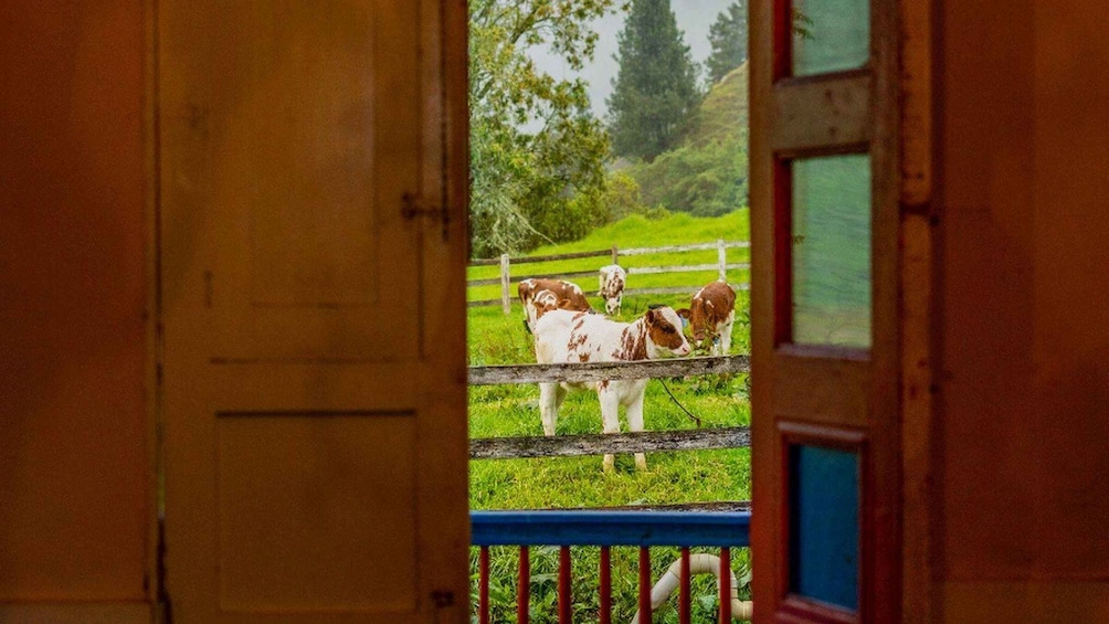 Cocora Valley: Dairy Farm Tour with Yogurt Workshop 4