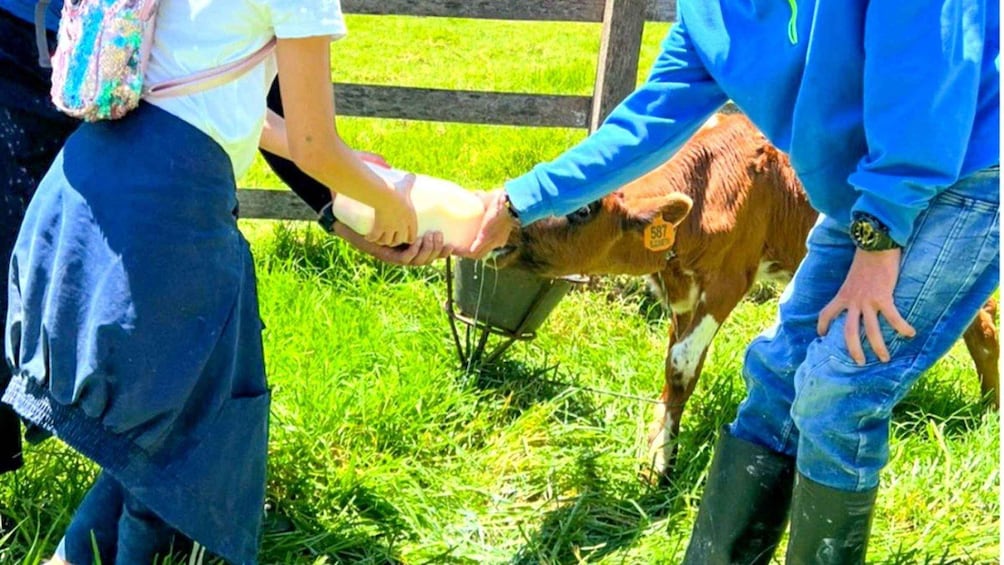 Picture 2 for Activity Cocora Valley: Dairy Farm Tour with Yogurt Workshop 2