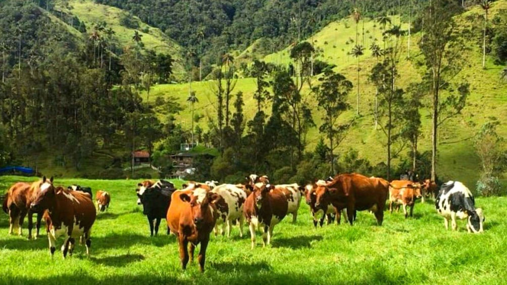 Picture 3 for Activity Cocora Valley: Dairy Farm Tour with Yogurt Workshop 1