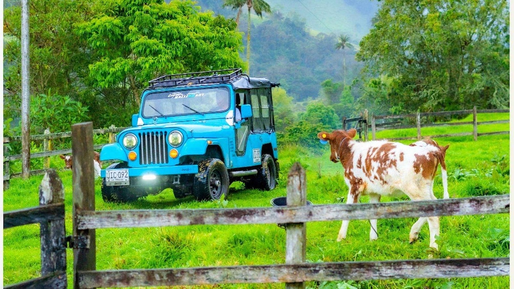 Picture 4 for Activity Cocora Valley: Dairy Farm Tour with Yogurt Workshop 5