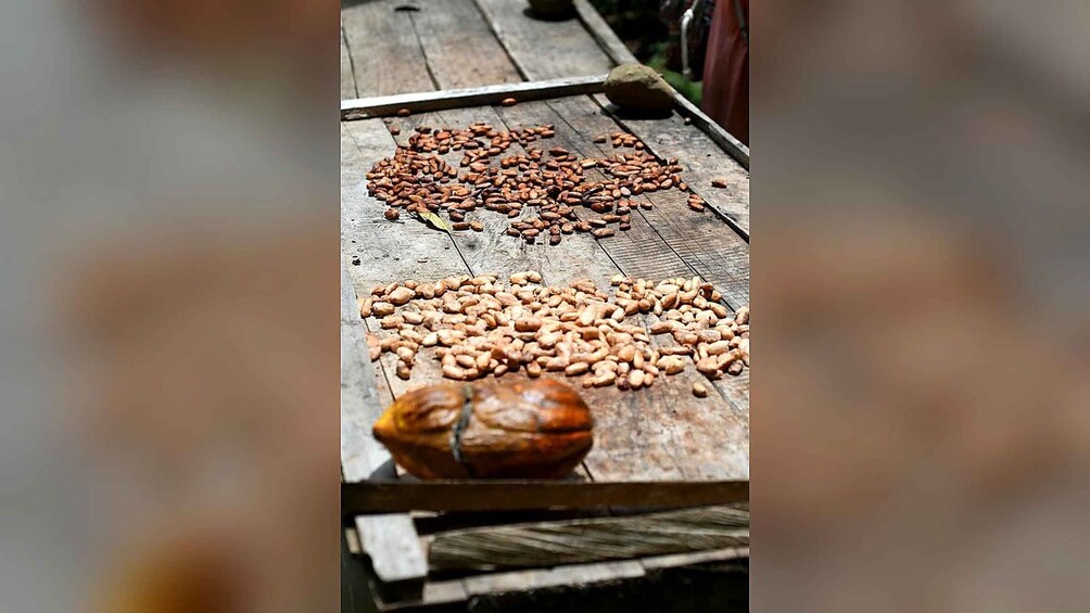 Picture 12 for Activity Puerto Viejo: Bribri Indigenous Culture & Cacao Workshop 2