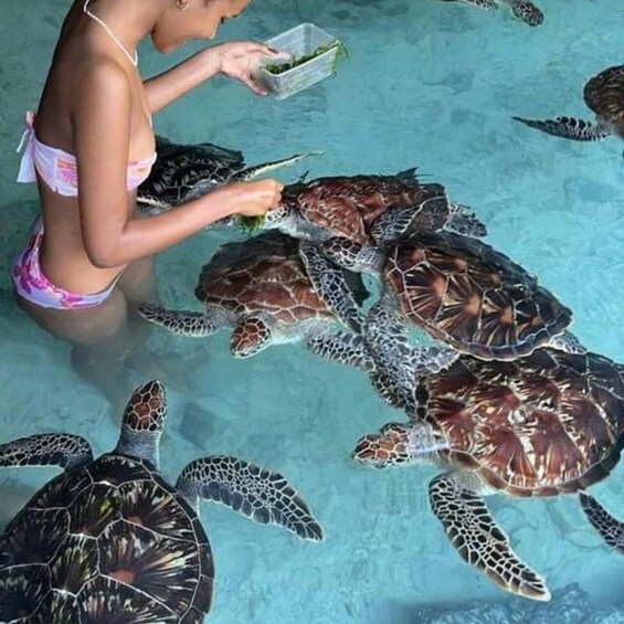 A person feeding sea turtles in a pool. 5