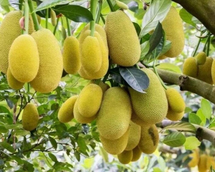 A cluster of yellow jackfruit hanging from a tree with green leaves. 3