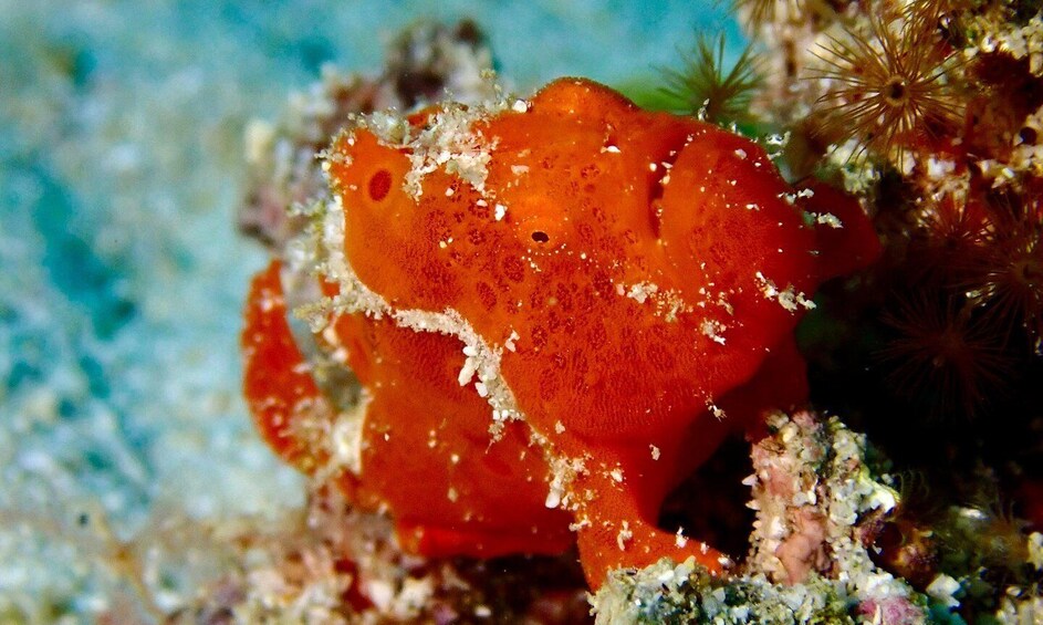 Picture 4 for Activity Certified Scuba Diving Trip to the Kerama Islands from Naha 2