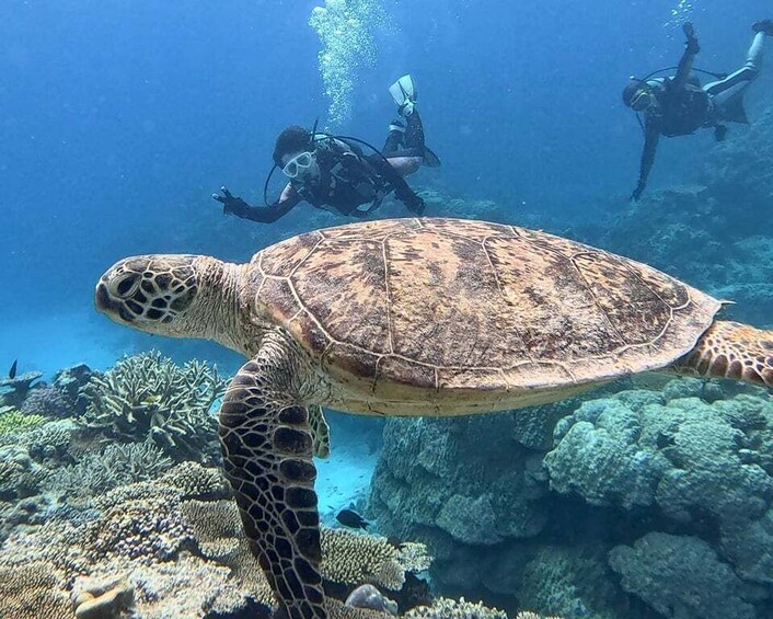 Picture 6 for Activity Certified Scuba Diving Trip to the Kerama Islands from Naha 4