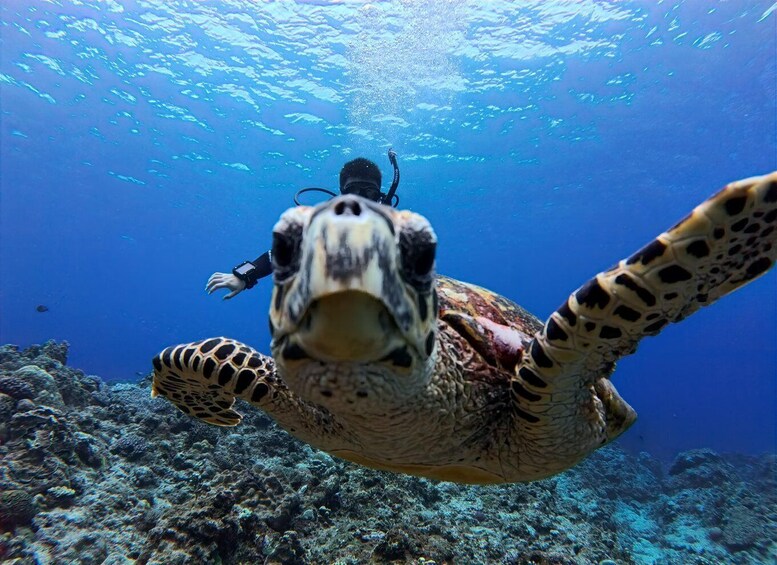 Picture 2 for Activity Certified Scuba Diving Trip to the Kerama Islands from Naha 3
