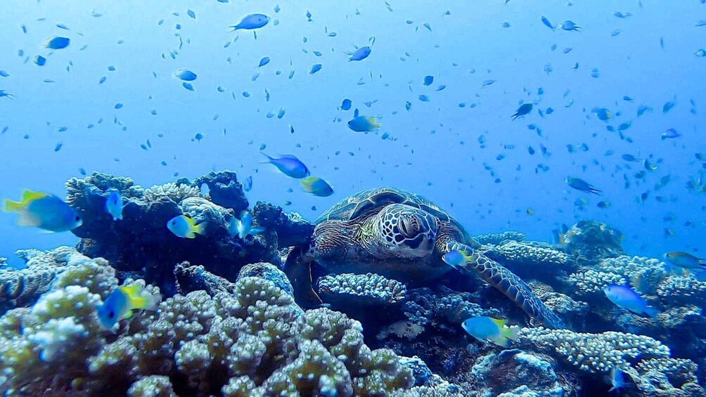Certified Scuba Diving Trip to the Kerama Islands from Naha 1