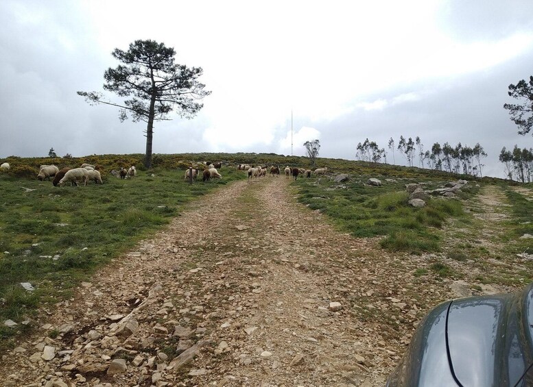 Picture 8 for Activity Serras de Aire e Candeeiros | Private SUV Tour 2