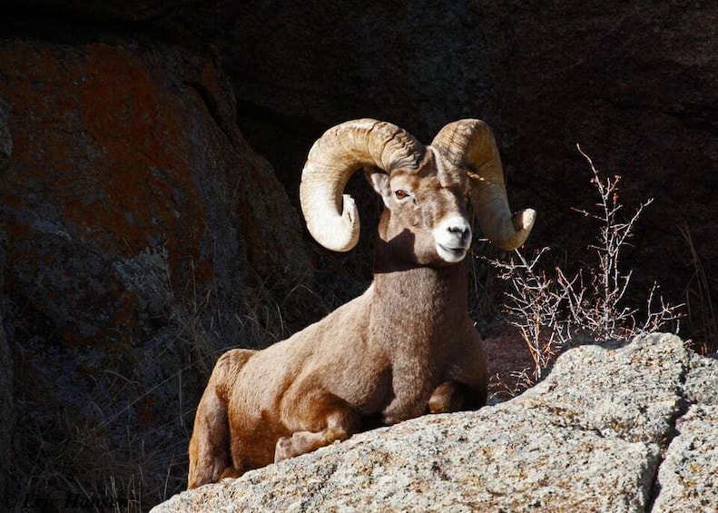 Picture 4 for Activity Estes Park: Rocky Mountain National Park - Grand Lake Tour 5
