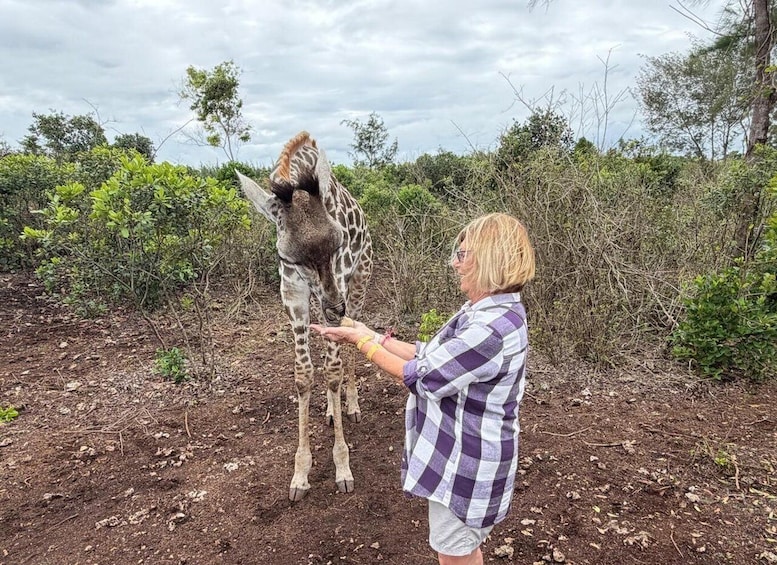 Picture 8 for Activity Zakir Wildlife Park: Feed Giraffes, Zebras & Birds 5