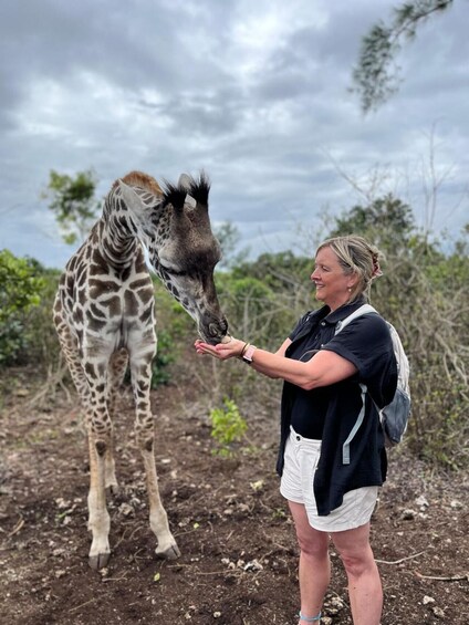 Picture 7 for Activity Zakir Wildlife Park: Feed Giraffes, Zebras & Birds 4