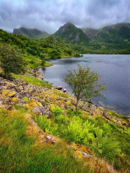 Hadseløya: Guided Nature Hike and Art Café Experience 1