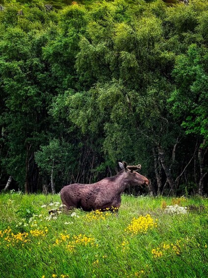 Picture 2 for Activity Hadseløya: Guided Nature Hike and Art Café Experience 3
