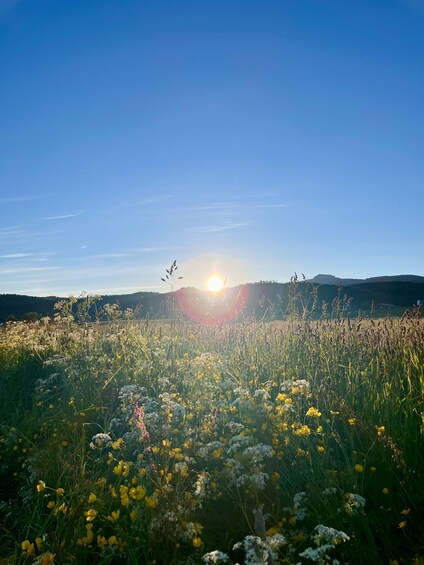 Picture 4 for Activity Hadseløya: Guided Nature Hike and Art Café Experience 2