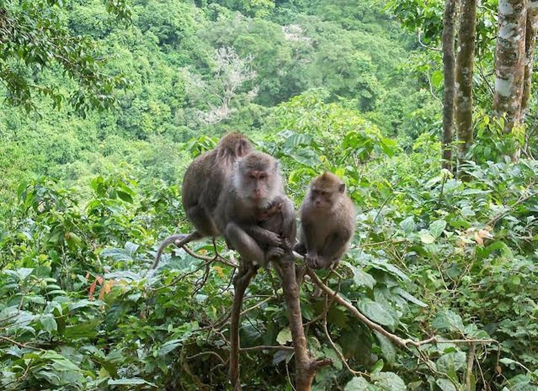 Picture 9 for Activity East Lombok: Jungle Trek, Waterfalls, and Black Monkeys 4