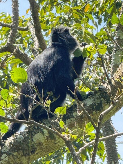 East Lombok: Jungle Trek, Waterfalls, and Black Monkeys 1