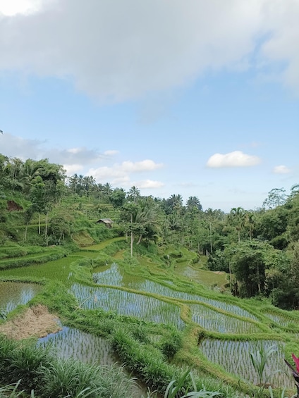 Picture 19 for Activity East Lombok: Jungle Trek, Waterfalls, and Black Monkeys 5