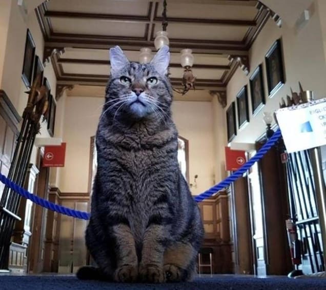 A tabby cat sitting on a carpet in a hallway with a blue rope barrier, wooden doors, and a chandelier. 1