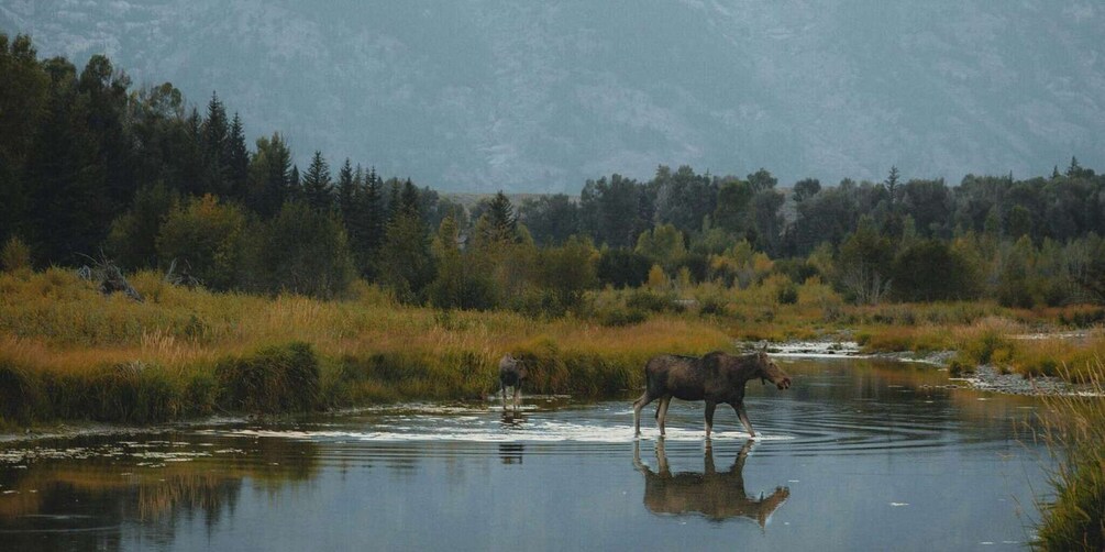 Picture 2 for Activity Grand Teton: Sunrise Grand Teton Wildlife Adventure 3