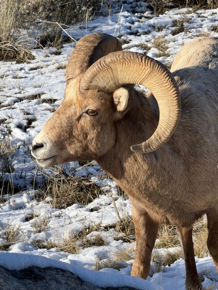 Picture 6 for Activity Grand Teton: Sunrise Grand Teton Wildlife Adventure 4