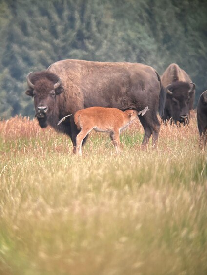 Picture 7 for Activity Grand Teton: Sunrise Grand Teton Wildlife Adventure 2
