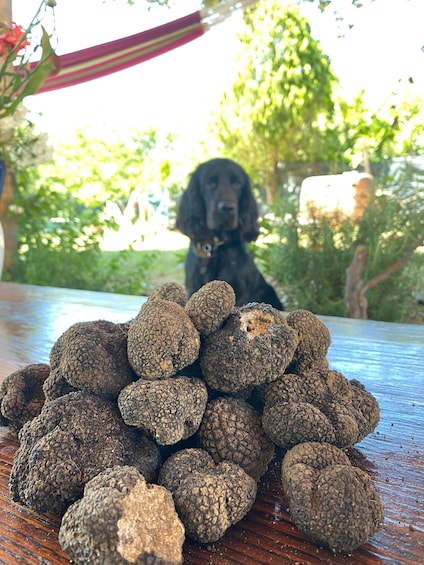 Dicomano: Truffles Hunting and Cooking Class 1