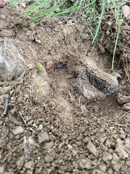 Picture 4 for Activity Dicomano: Truffles Hunting and Cooking Class 3