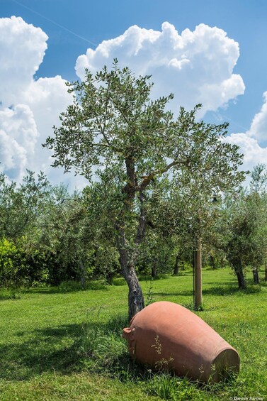 Picture 13 for Activity Chianti Classico: Olive Grove Tour with Oil Tasting & Lunch 2
