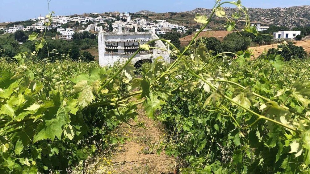 Picture 1 for Activity From Tinos: Stemnitsa Winery Tour with Tasting 3