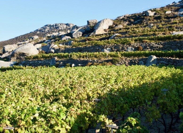 From Tinos: Stemnitsa Winery Tour with Tasting 1