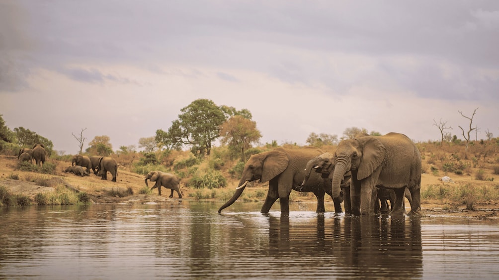 Kruger National Park: 4-Day Safari and Golf Experience 1