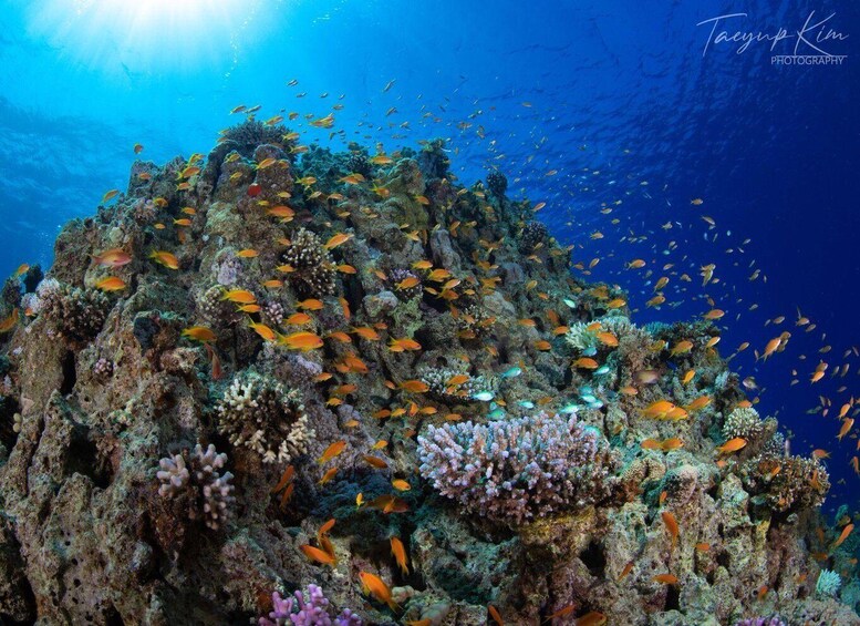 Picture 3 for Activity Aqaba Shore Diving Black Rock or Rainbow Reef Site 2