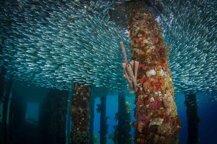 Picture 2 for Activity Aqaba Shore Diving Black Rock or Rainbow Reef Site 3