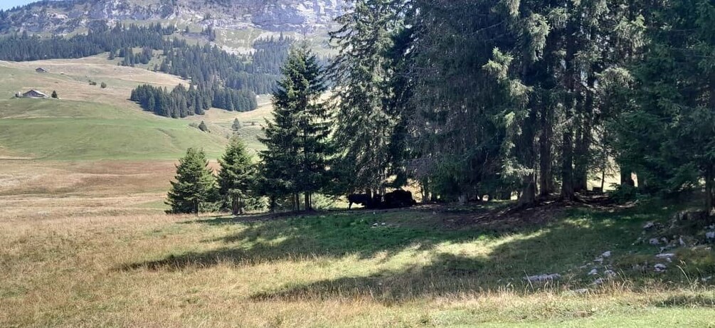 Metsäinen rinnelampi, jossa on ruohokasvustoinen niitty ja kauempana näkyvä vuoristo. 4
