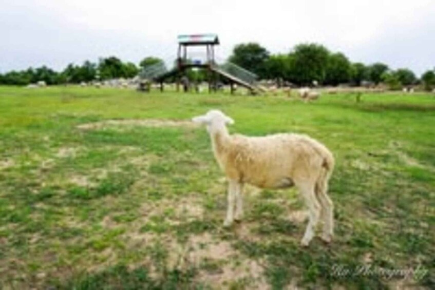 Picture 1 for Activity Private tour | Day tour visiting Phan Rang from Nha Trang 4