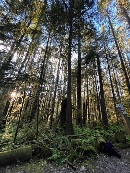 Picture 3 for Activity North Vancouver: Guided Forest Therapy & Forest Bathing Walk 2