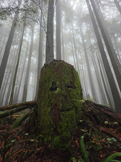 Picture 1 for Activity North Vancouver: Guided Forest Therapy & Forest Bathing Walk 3