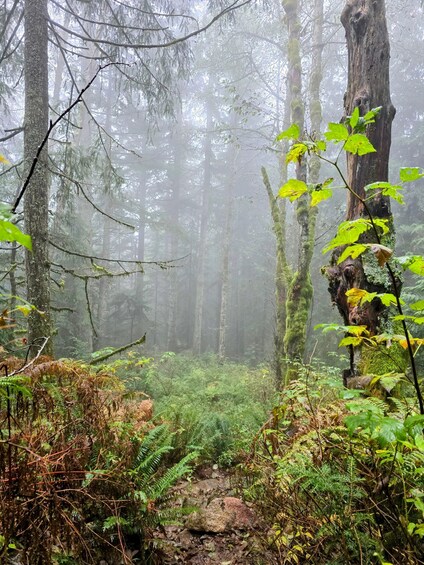 North Vancouver: Guided Forest Therapy & Forest Bathing Walk 1