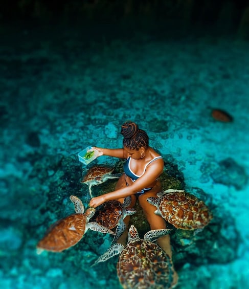 A person feeding sea turtles underwater. 5