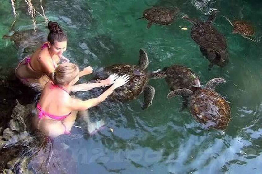 Picture 4 for Activity Zanzibar: Swim With Sea Turtles at Baraka Aquarium Nungwi 3