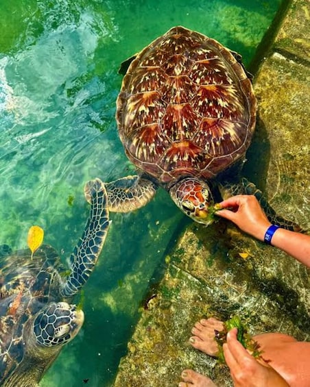 Zanzibar: Swim With Sea Turtles at Baraka Aquarium Nungwi 1