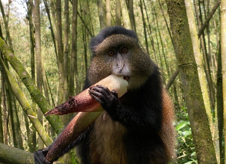 Picture 1 for Activity 4-Day Rwanda golden monkey and Culture Safari 4