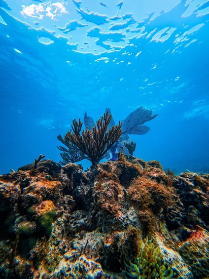 Picture 10 for Activity Tulum: Beachside Fresh Ceviche Lunch & Guided Reef Snorkel 2